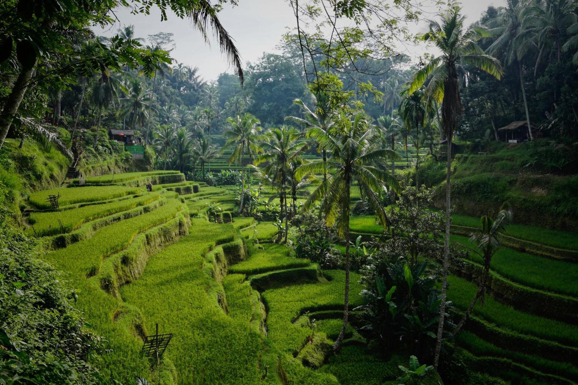 Villa Seremi Ubud Gianyar  Exterior photo